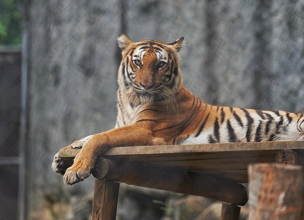 Royal Stripes in the Wild - Vidhyatharan Rajendran 
